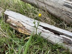 Ranunculus plebeius