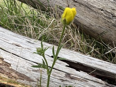 Ranunculus plebeius