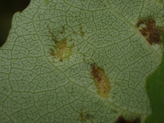 Aceria varia