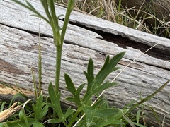 Ranunculus plebeius