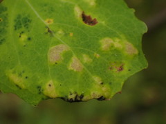 Aceria varia