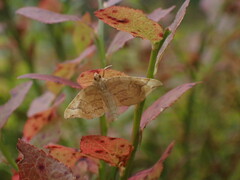Eulithis populata