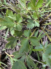 Ranunculus plebeius