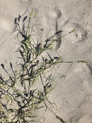 Cenchrus longispinus