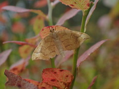 Eulithis populata