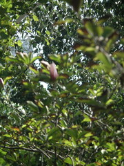 Magnolia × soulangeana