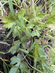 Ranunculus plebeius