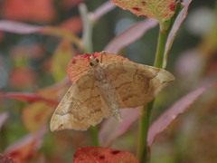 Eulithis populata