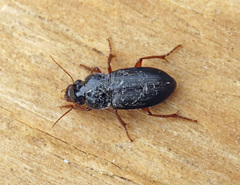 Harpalus rufipes