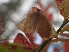 Eulithis populata