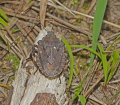 Brochymena