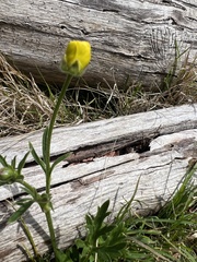 Ranunculus plebeius