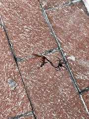 Latrodectus hesperus