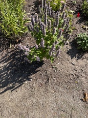 Liatris spicata