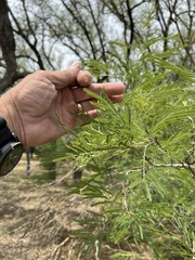 Senegalia berlandieri