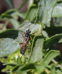 Cryptinae
