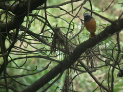 Phoenicurus auroreus