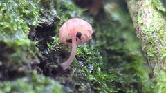 Mycena nebula