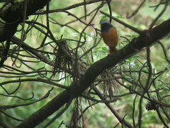 Phoenicurus auroreus