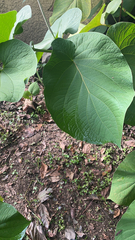 Piper auritum