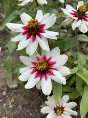 Zinnia elegans