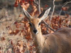 Raphicerus campestris campestris
