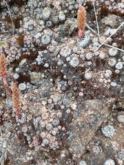 Orostachys spinosa