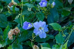 Thunbergia