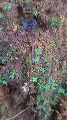 Psilocybe neoxalapensis