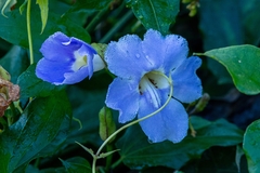 Thunbergia