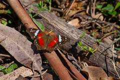 Anartia amathea