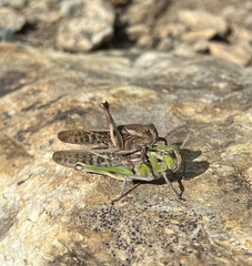 Locusta migratoria