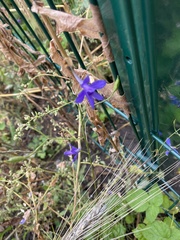Delphinium consolida