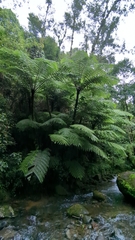 Cyatheaceae