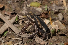 Rhinella