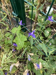 Delphinium consolida