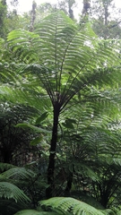 Cyatheaceae