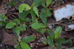 Terminalia catappa