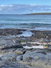 Haematopus longirostris