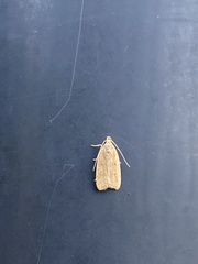 Autosticha kyotensis