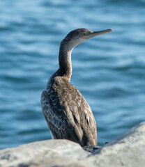 Gulosus aristotelis desmarestii