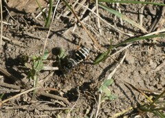 Triepeolus pectoralis