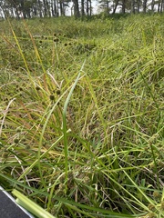 Cyperus blepharoleptos