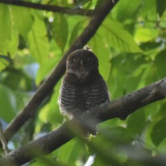 Glaucidium radiatum
