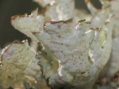 Platismatia tuckermanii