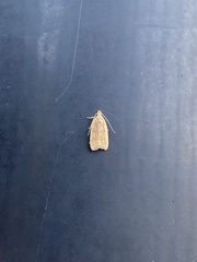 Autosticha kyotensis