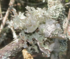 Platismatia tuckermanii