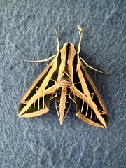 Eumorpha fasciatus