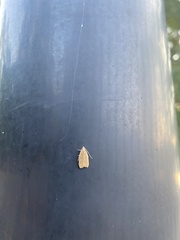 Autosticha kyotensis