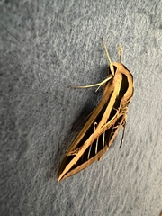 Eumorpha fasciatus